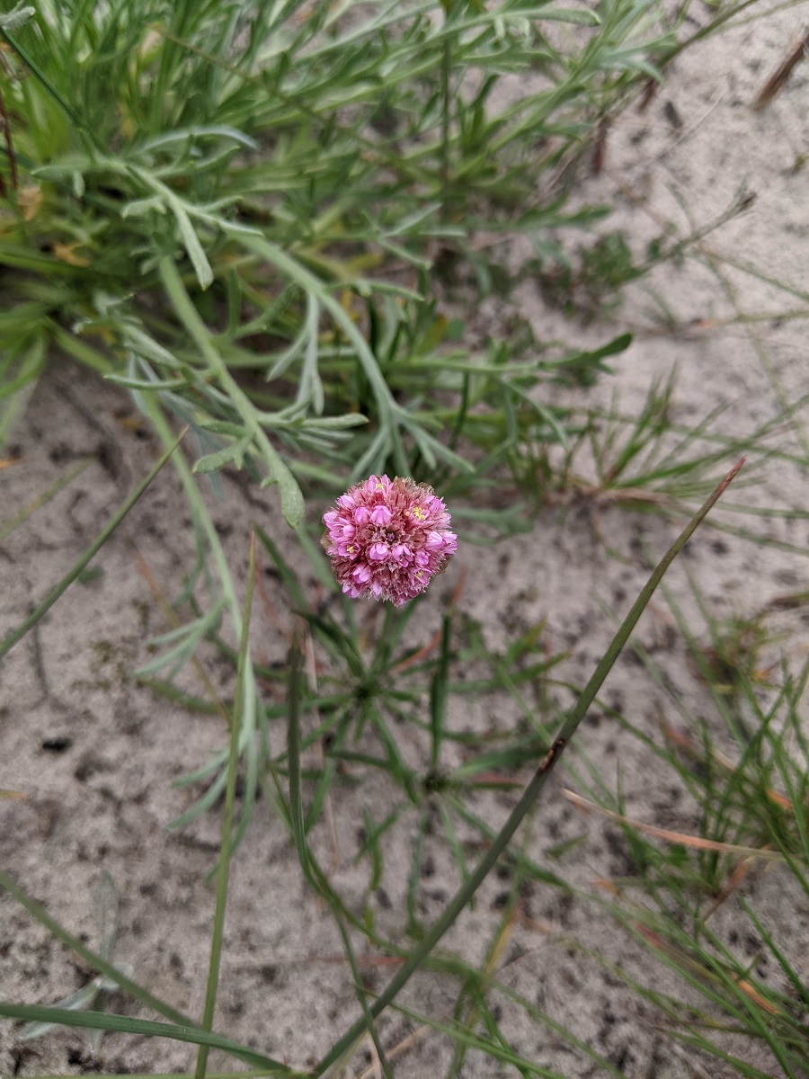 Изображение особи Armeria scabra.