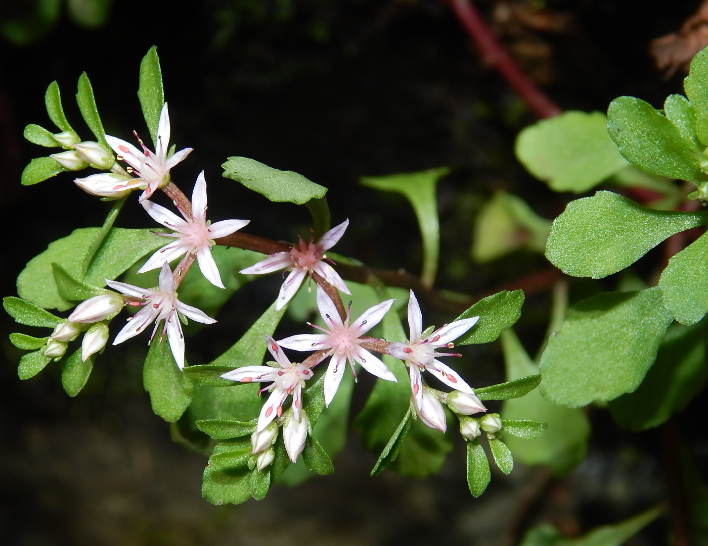 Изображение особи Sedum stoloniferum.