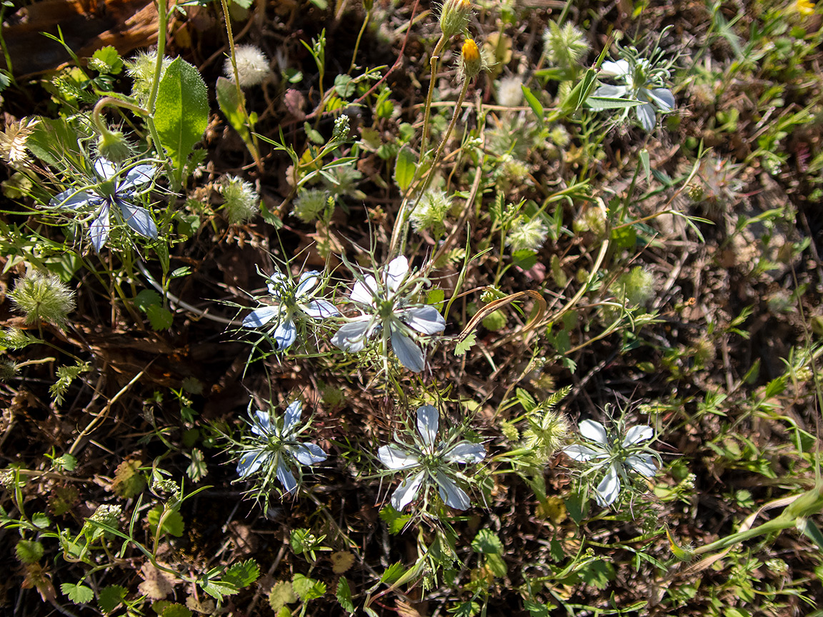 Image of Nigella damascena specimen.