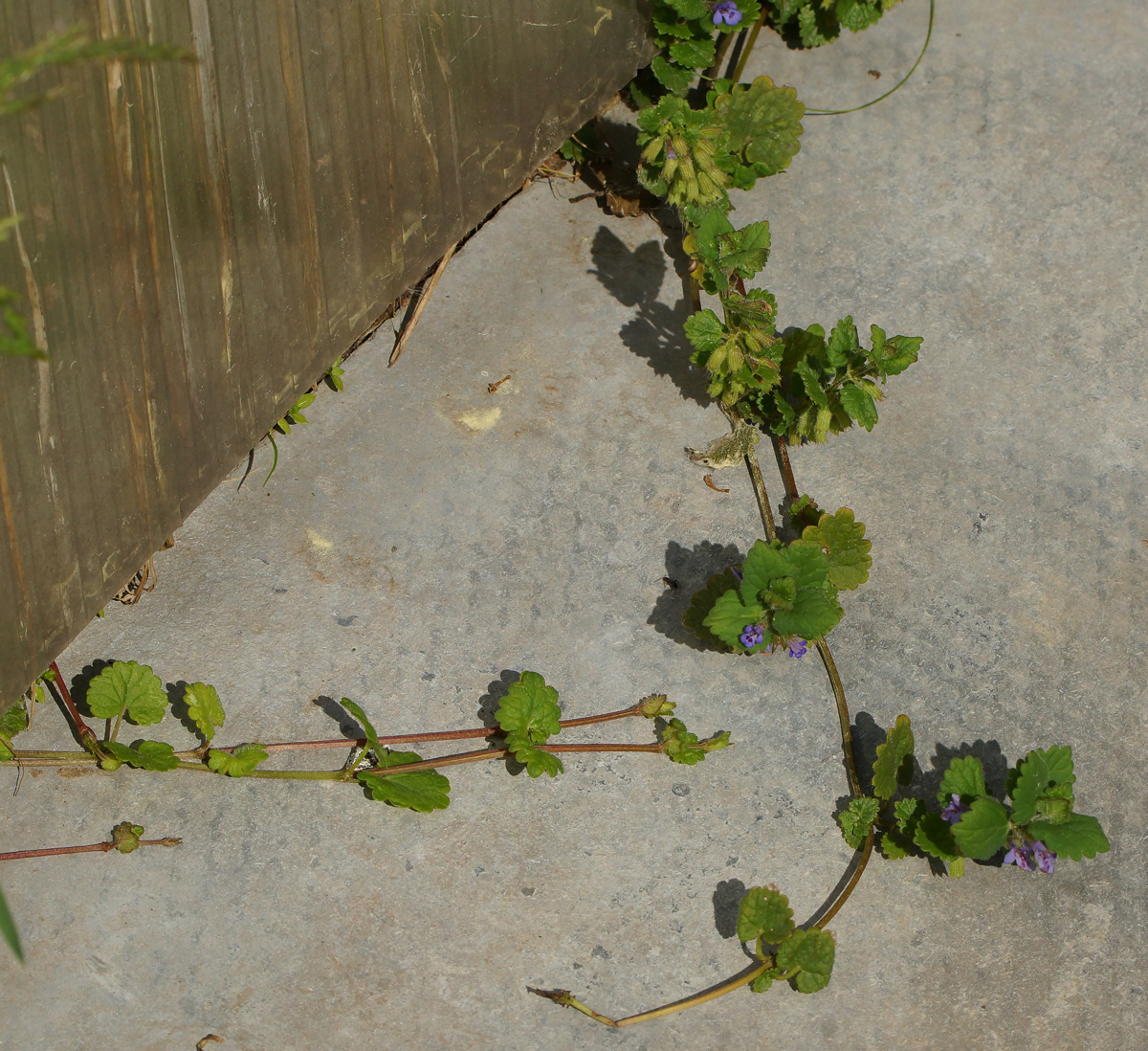 Изображение особи Glechoma hederacea.