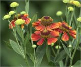 Helenium autumnale