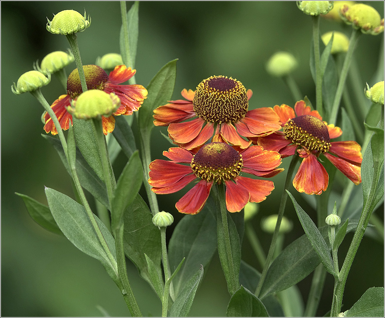 Image of Helenium autumnale specimen.