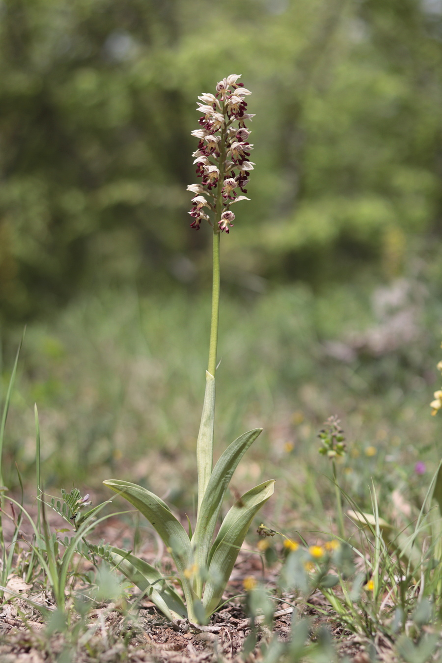 Изображение особи Orchis &times; calliantha.