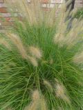 Pennisetum alopecuroides