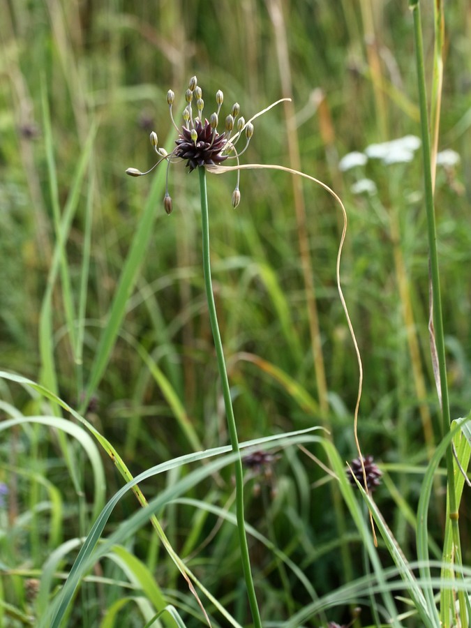 Изображение особи Allium oleraceum.