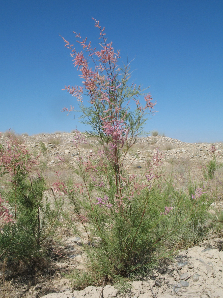 Image of genus Tamarix specimen.