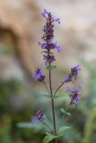 Nepeta grandiflora