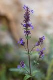 Nepeta grandiflora. Верхушка растения с соцветиями. Кабардино-Балкария, Чегемский р-н, окр. с. Булунгу, каменистый склон. 05.08.2021.