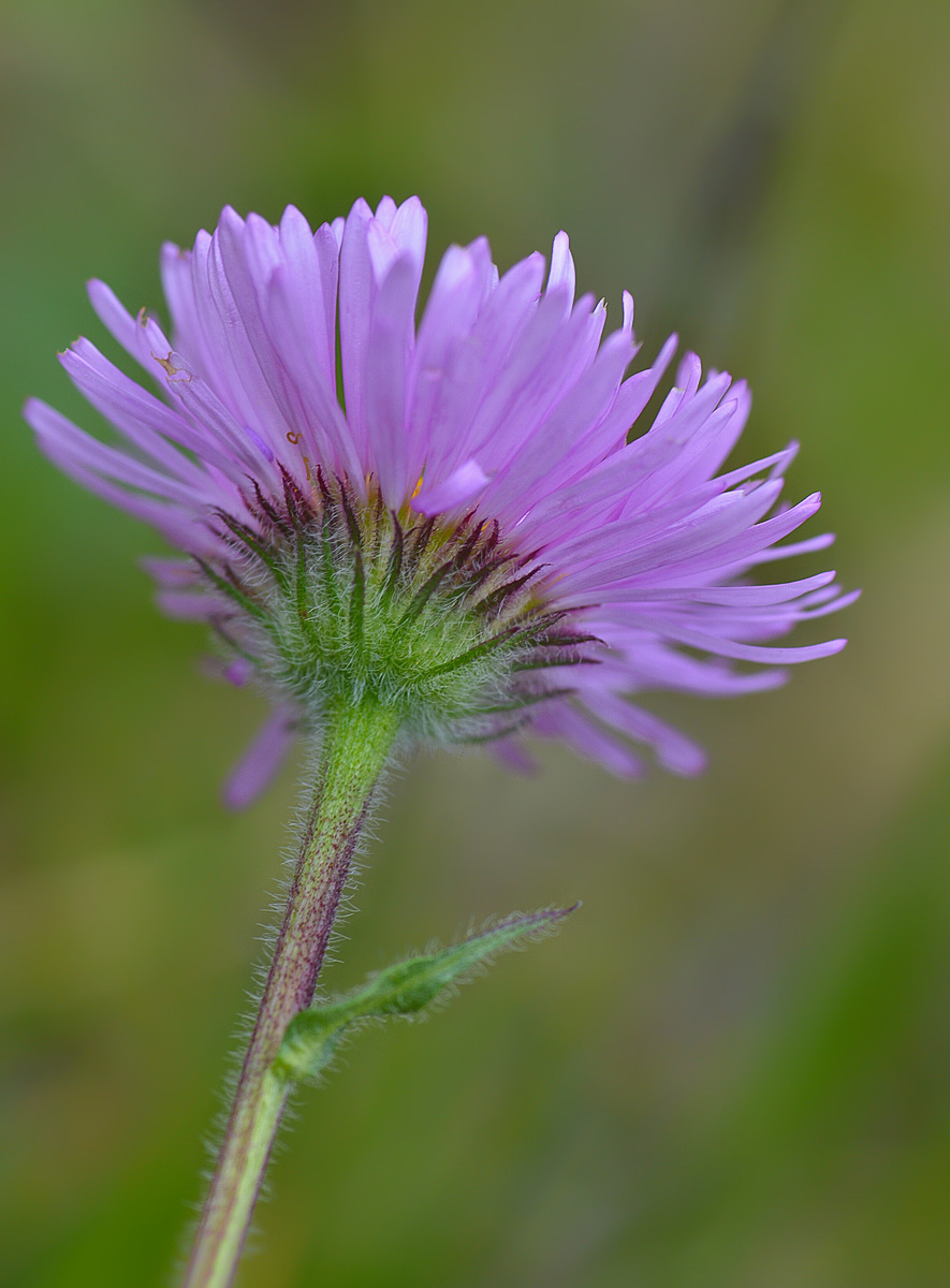 Image of Erigeron venustus specimen.