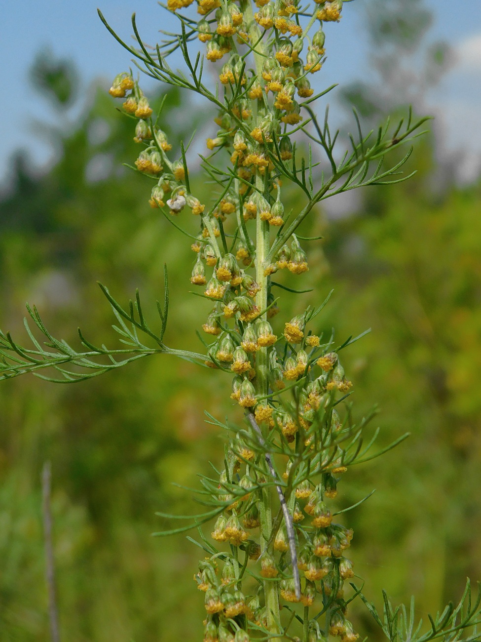 Image of Artemisia abrotanum specimen.