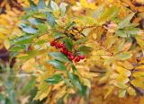 Sorbus sambucifolia