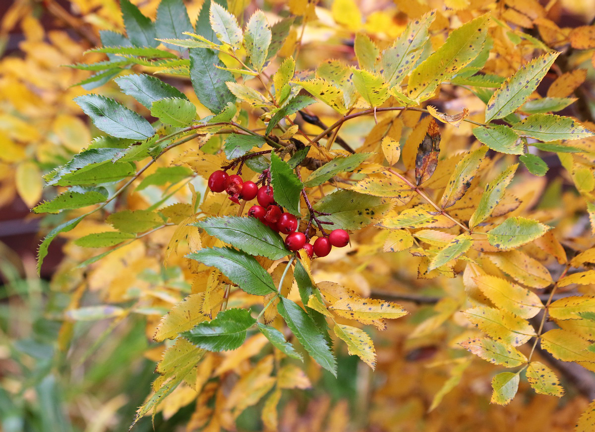 Изображение особи Sorbus sambucifolia.