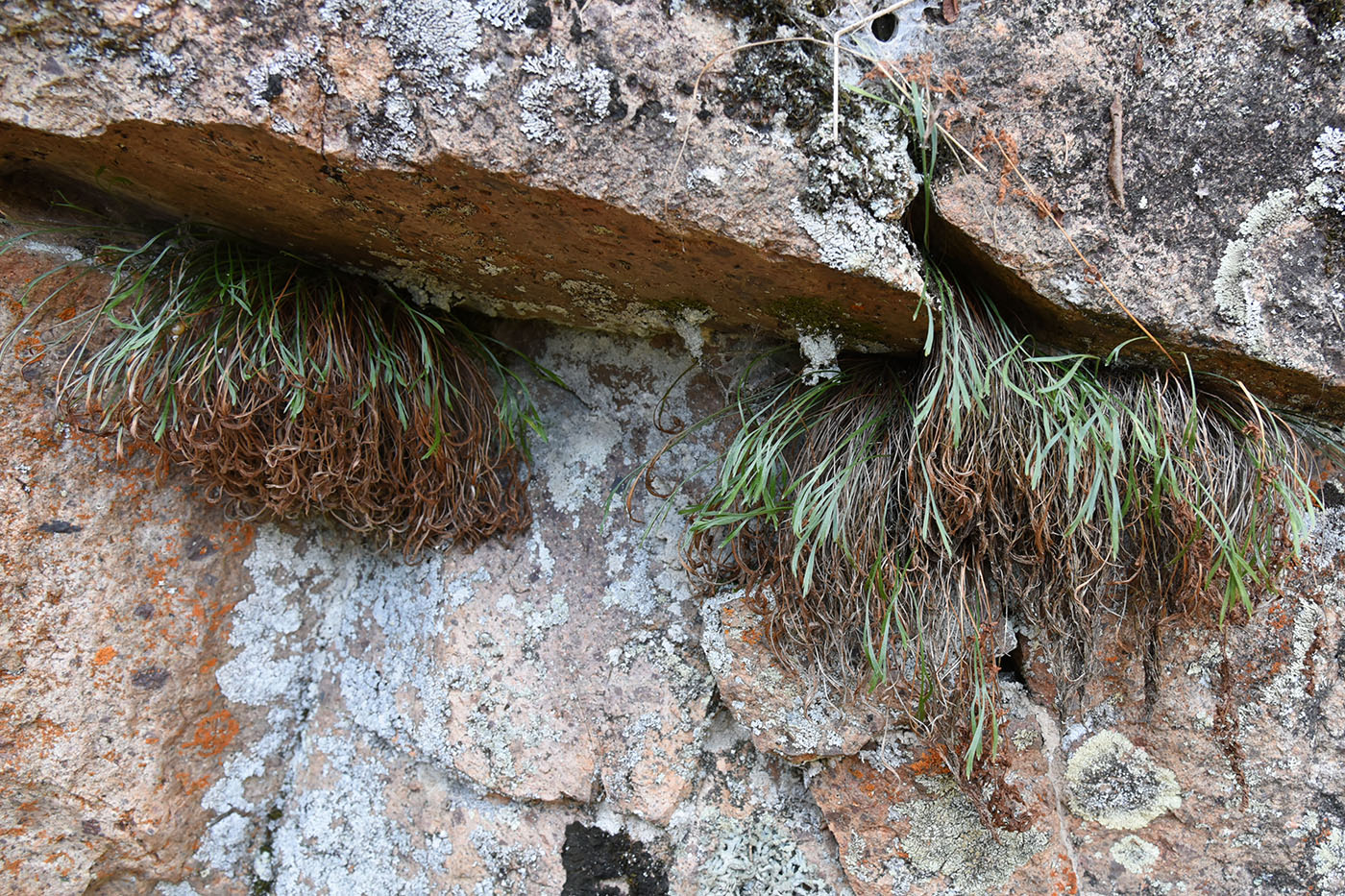 Image of Asplenium septentrionale specimen.