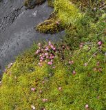 Gaultheria antarctica