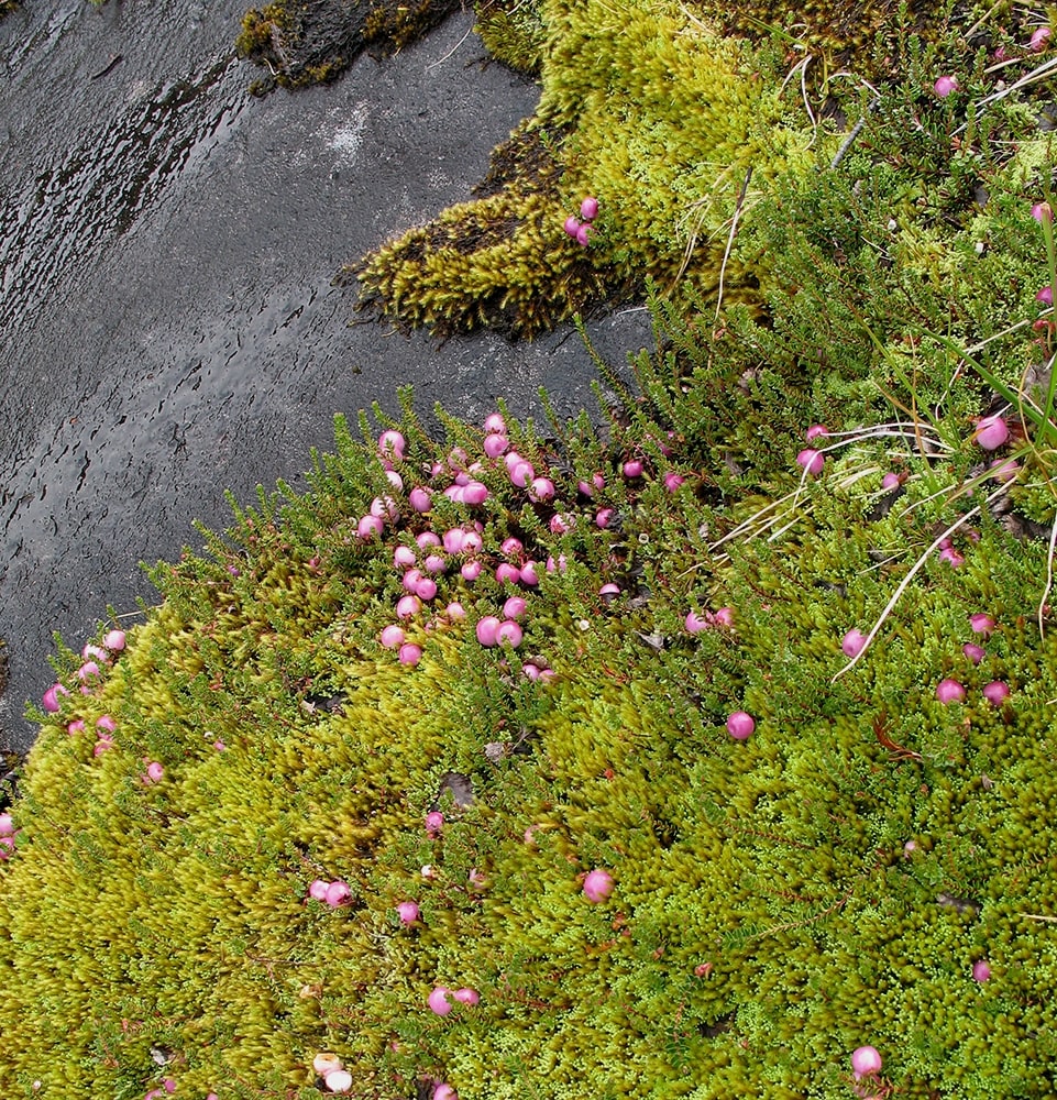 Image of Gaultheria antarctica specimen.