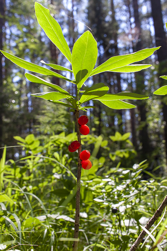 Image of Daphne mezereum specimen.