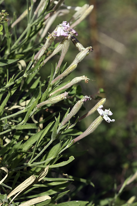 Изображение особи Silene guntensis.