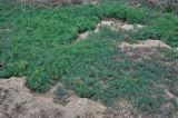 Suaeda altissima
