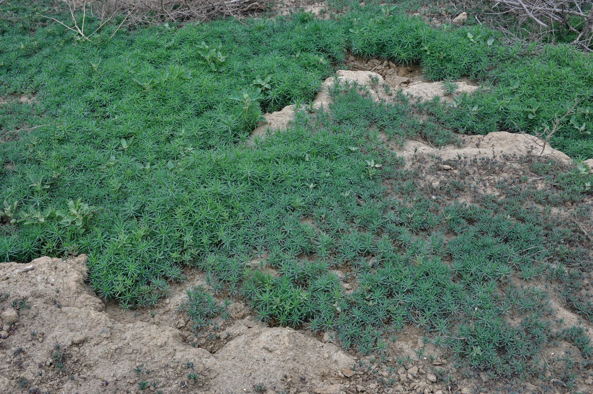 Image of Suaeda altissima specimen.