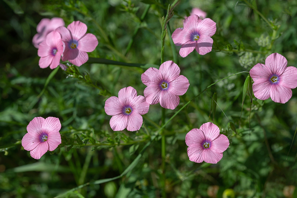 Image of Linum pubescens specimen.