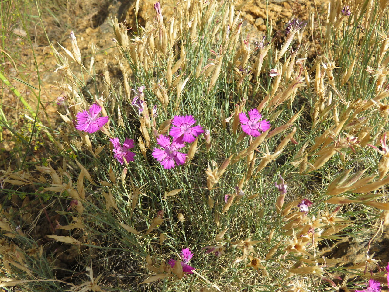 Image of Dianthus nardiformis specimen.