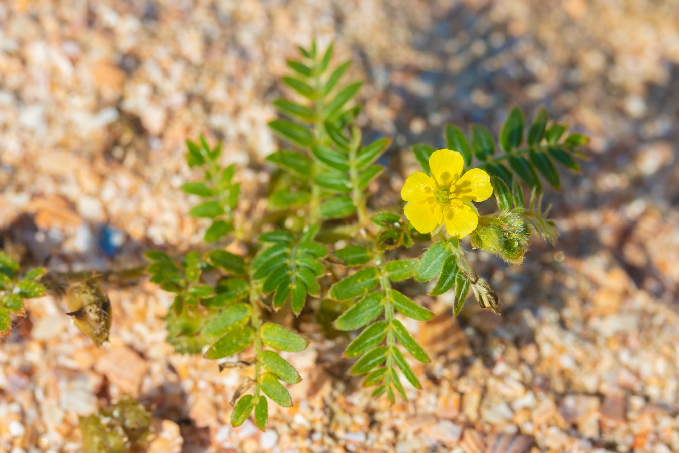 Image of Tribulus terrestris specimen.