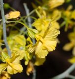 Parkinsonia florida