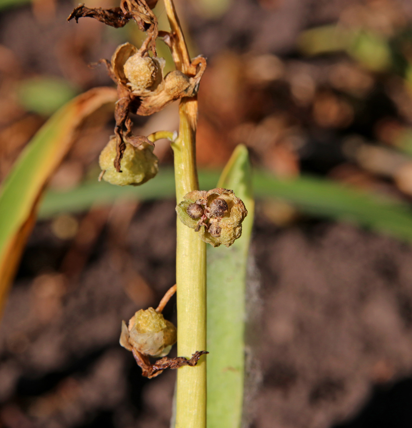 Image of Hyacinthus orientalis specimen.