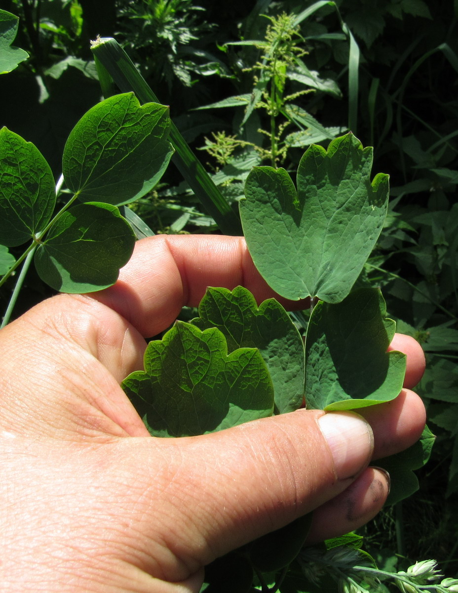 Изображение особи Thalictrum globiflorum.