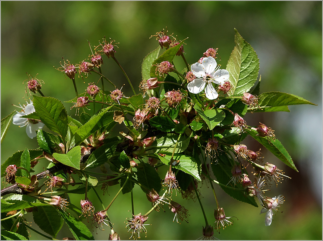 Изображение особи Cerasus vulgaris.