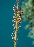 Eremurus fuscus