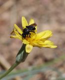 Scorzonera pubescens