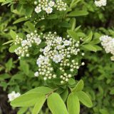 Spiraea media