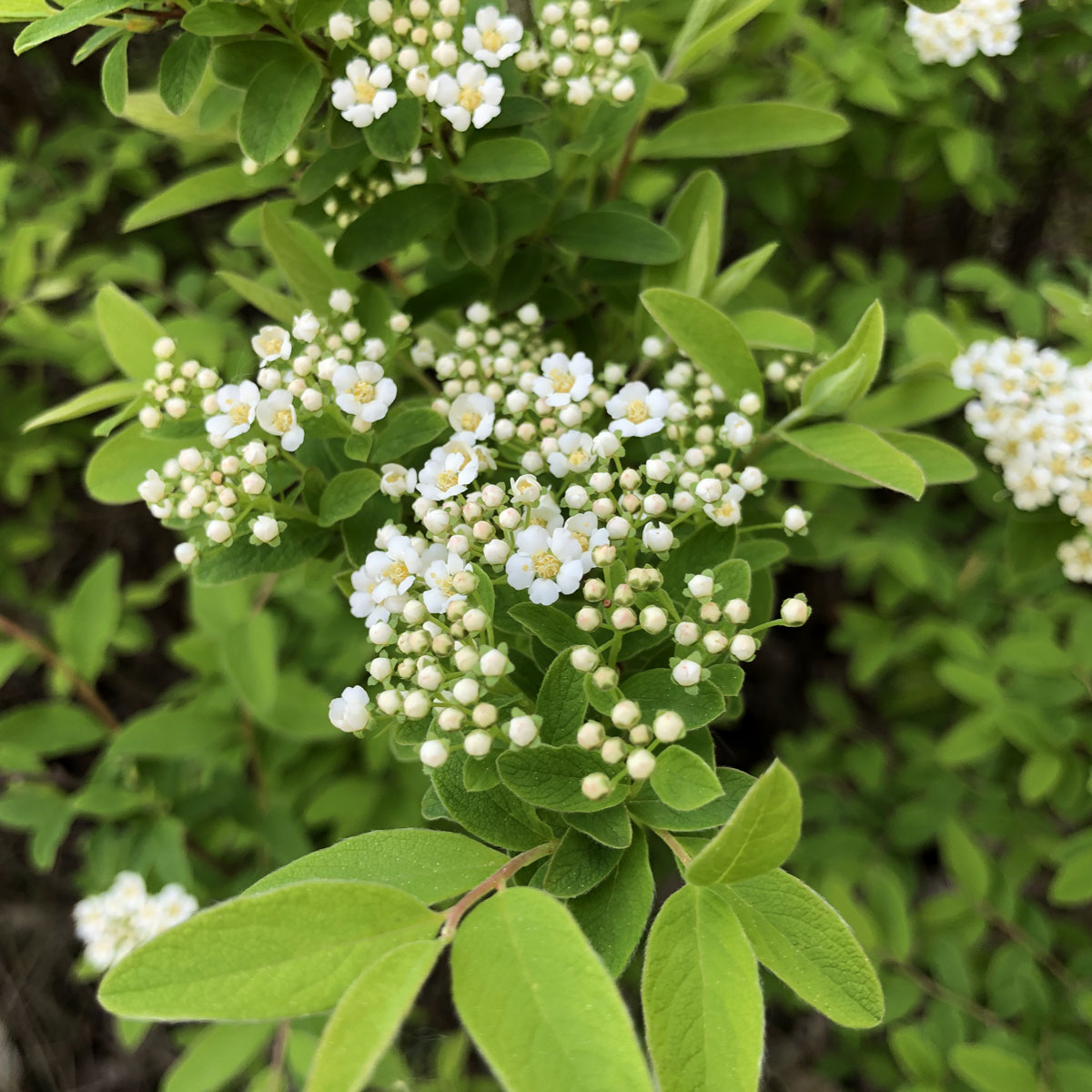 Изображение особи Spiraea media.