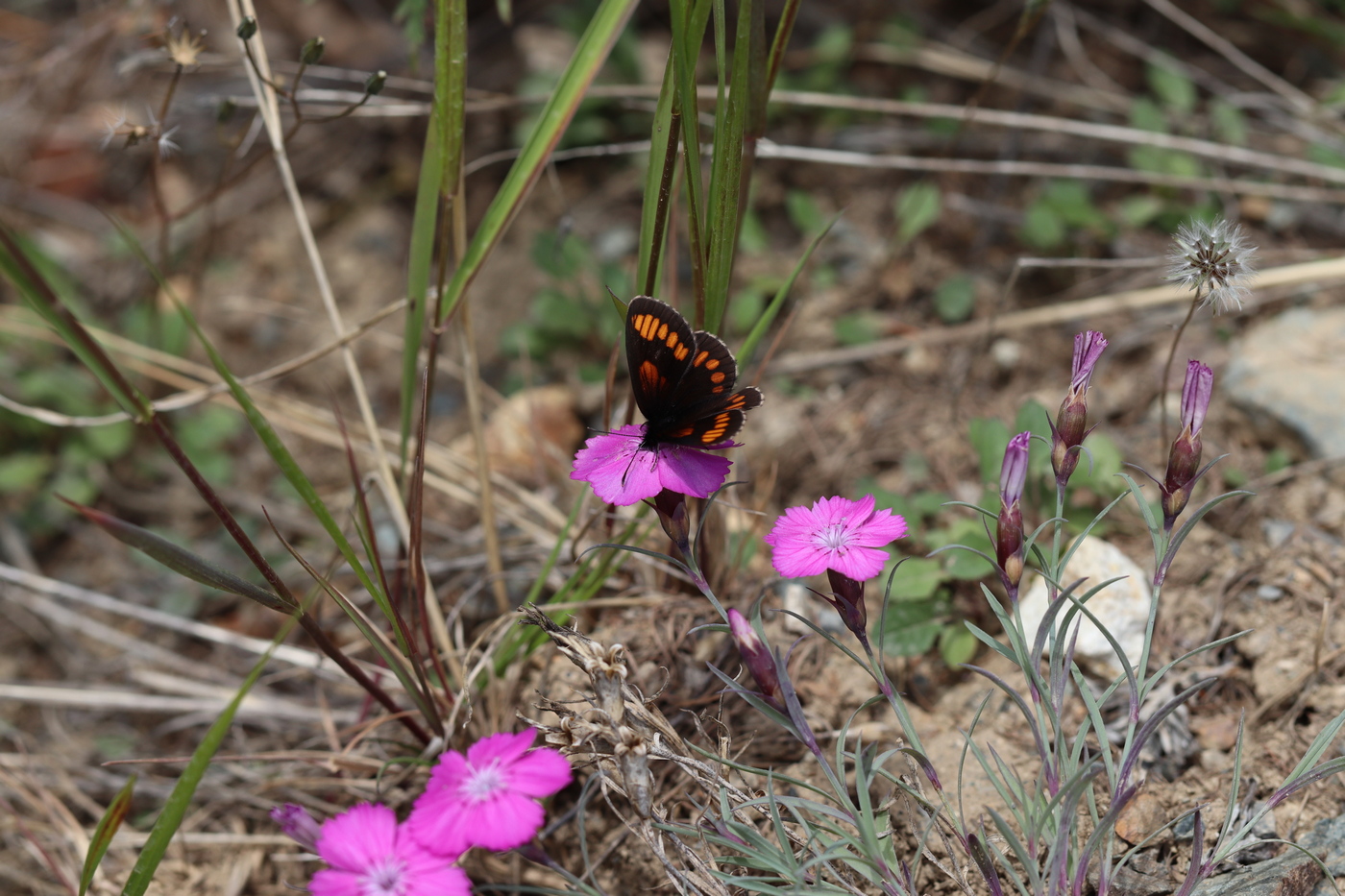 Image of Dianthus versicolor specimen.