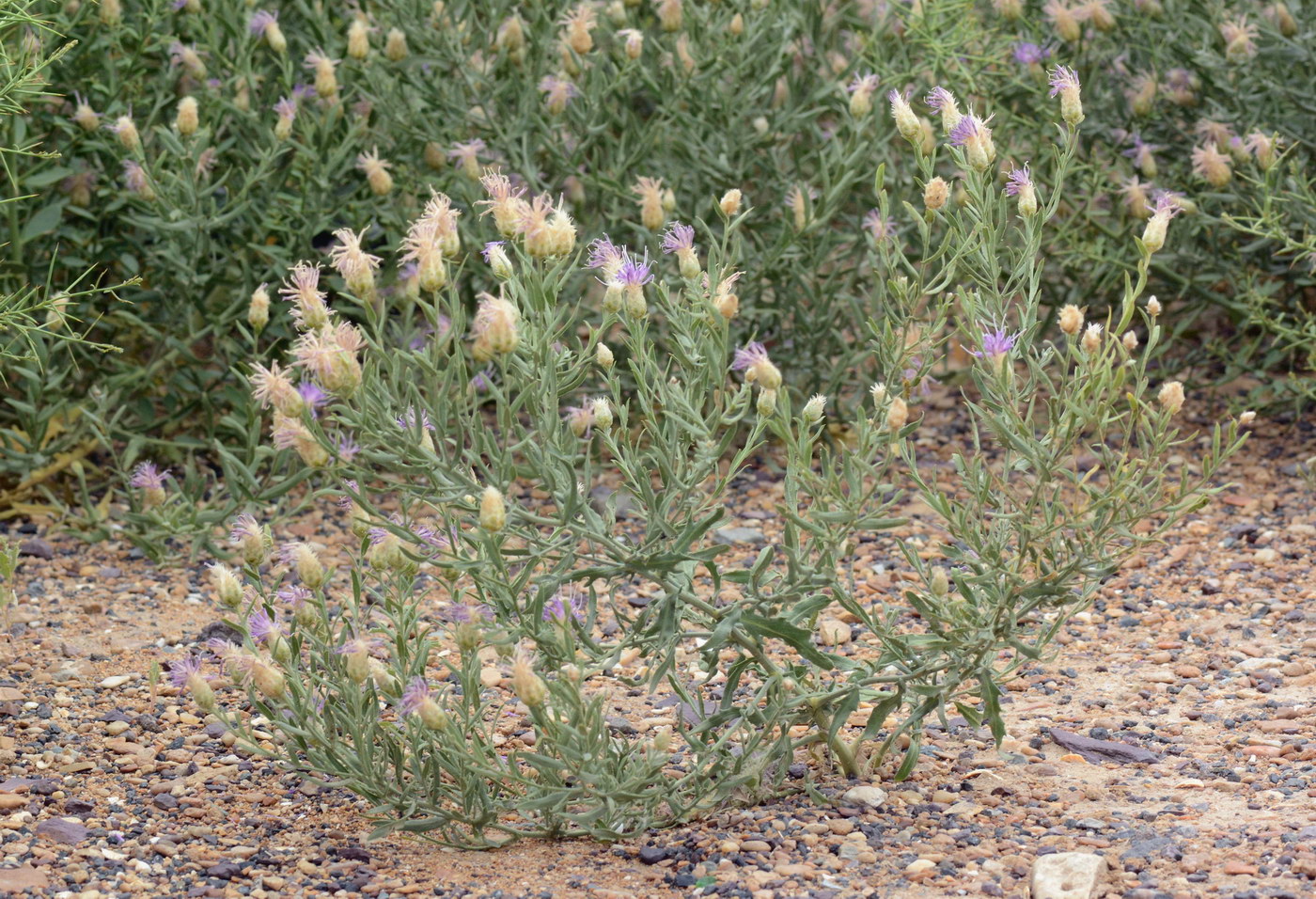 Image of Acroptilon repens specimen.