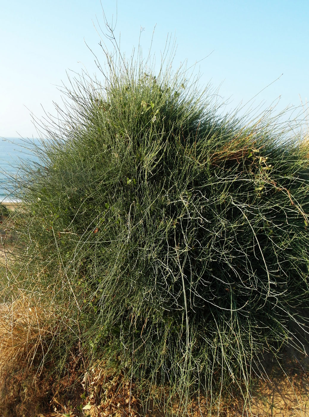 Image of Ephedra foeminea specimen.