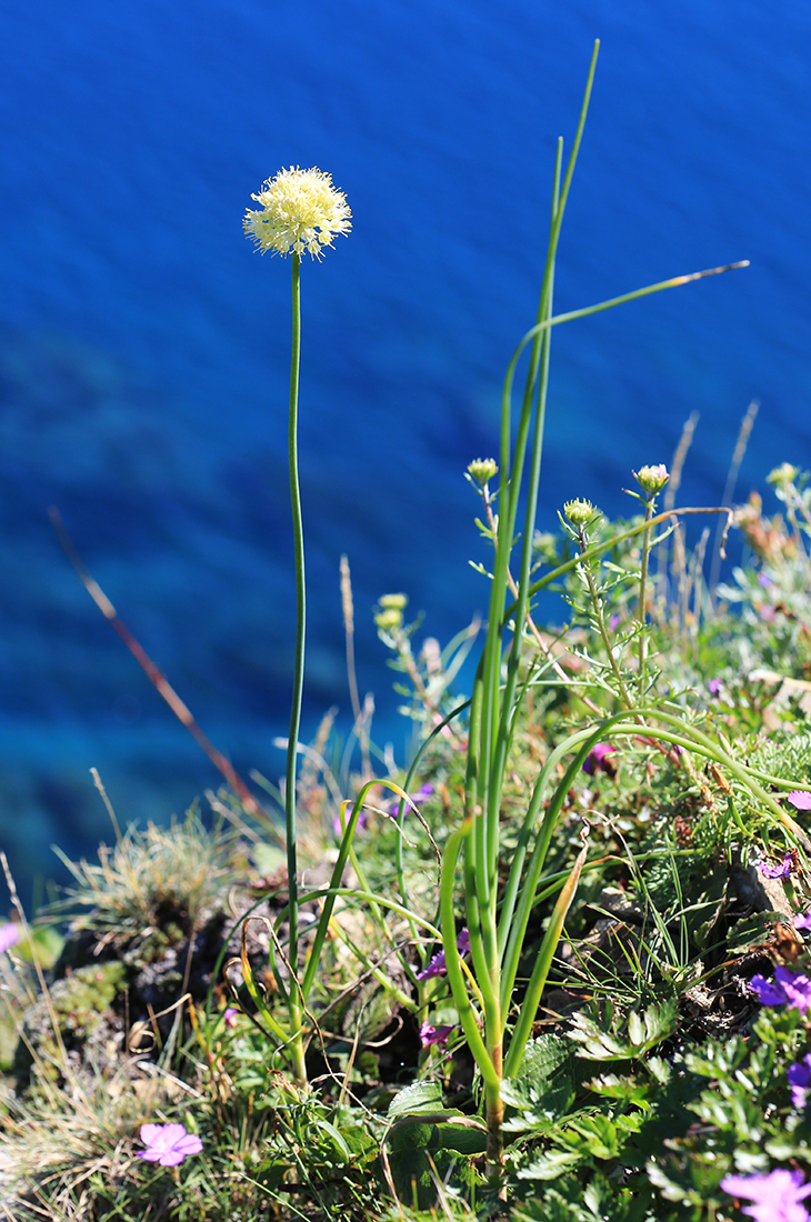 Изображение особи Allium condensatum.