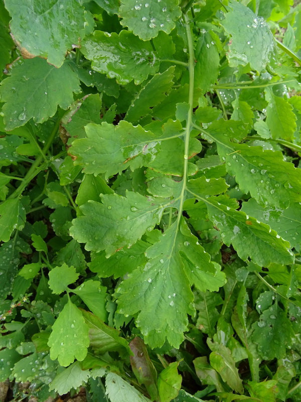 Image of Chelidonium majus specimen.