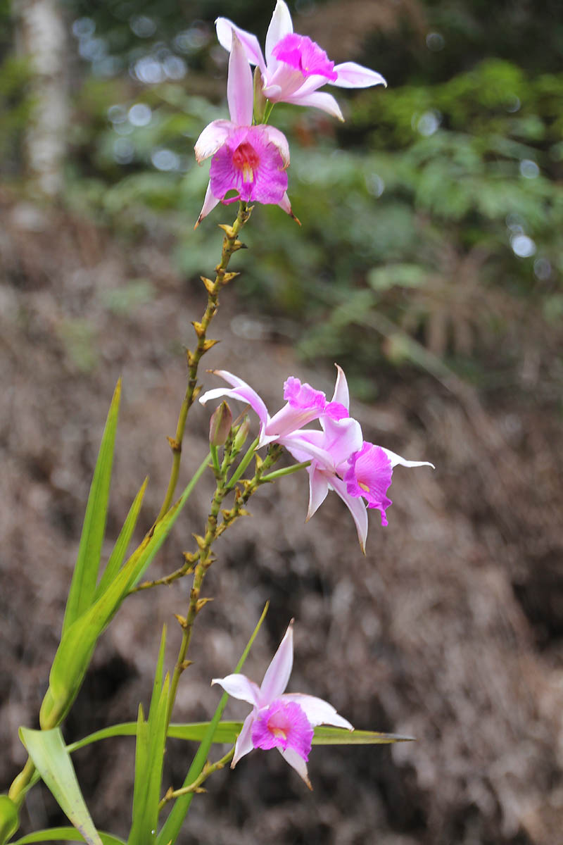 Image of Arundina graminifolia specimen.