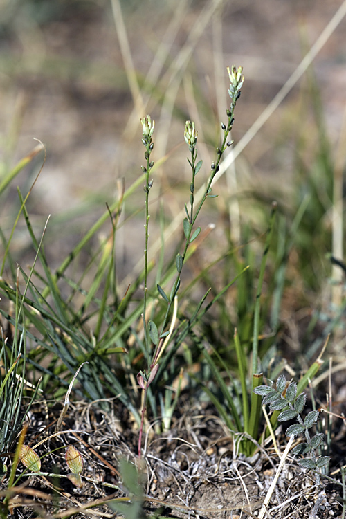 Изображение особи Diarthron vesiculosum.