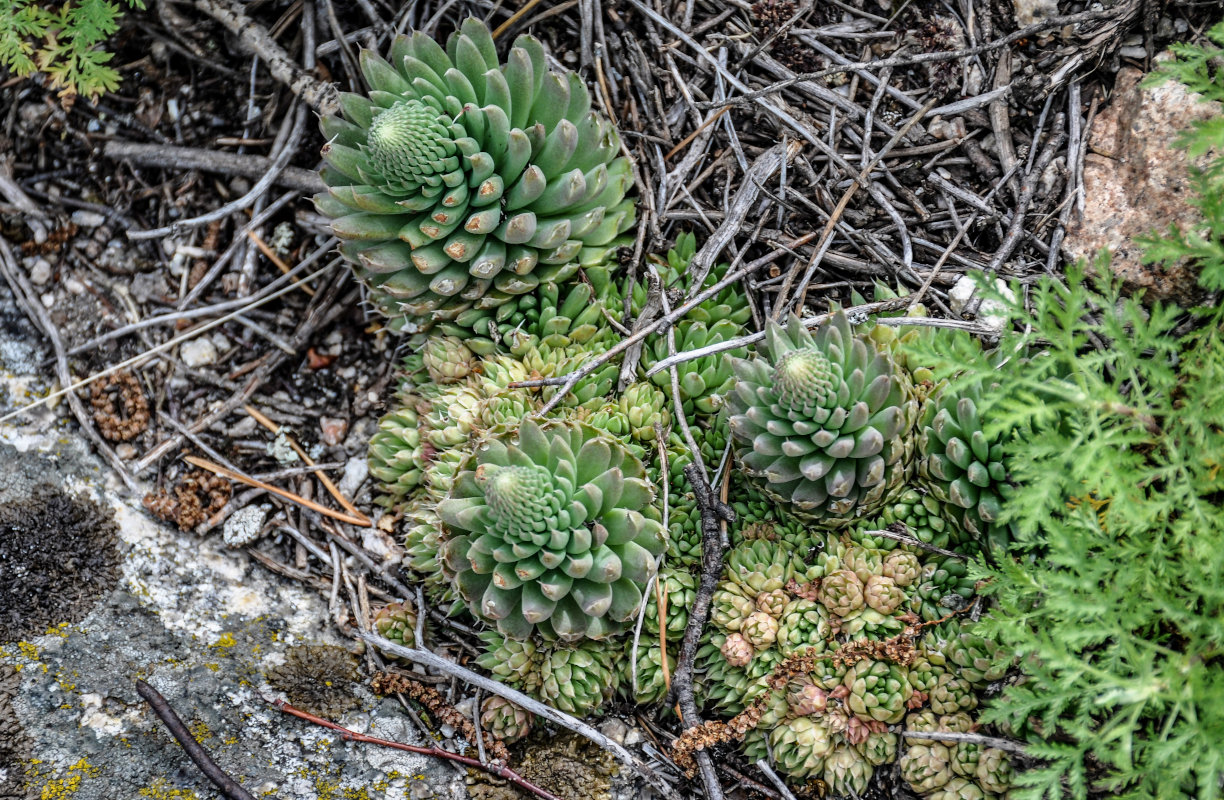 Изображение особи Orostachys spinosa.