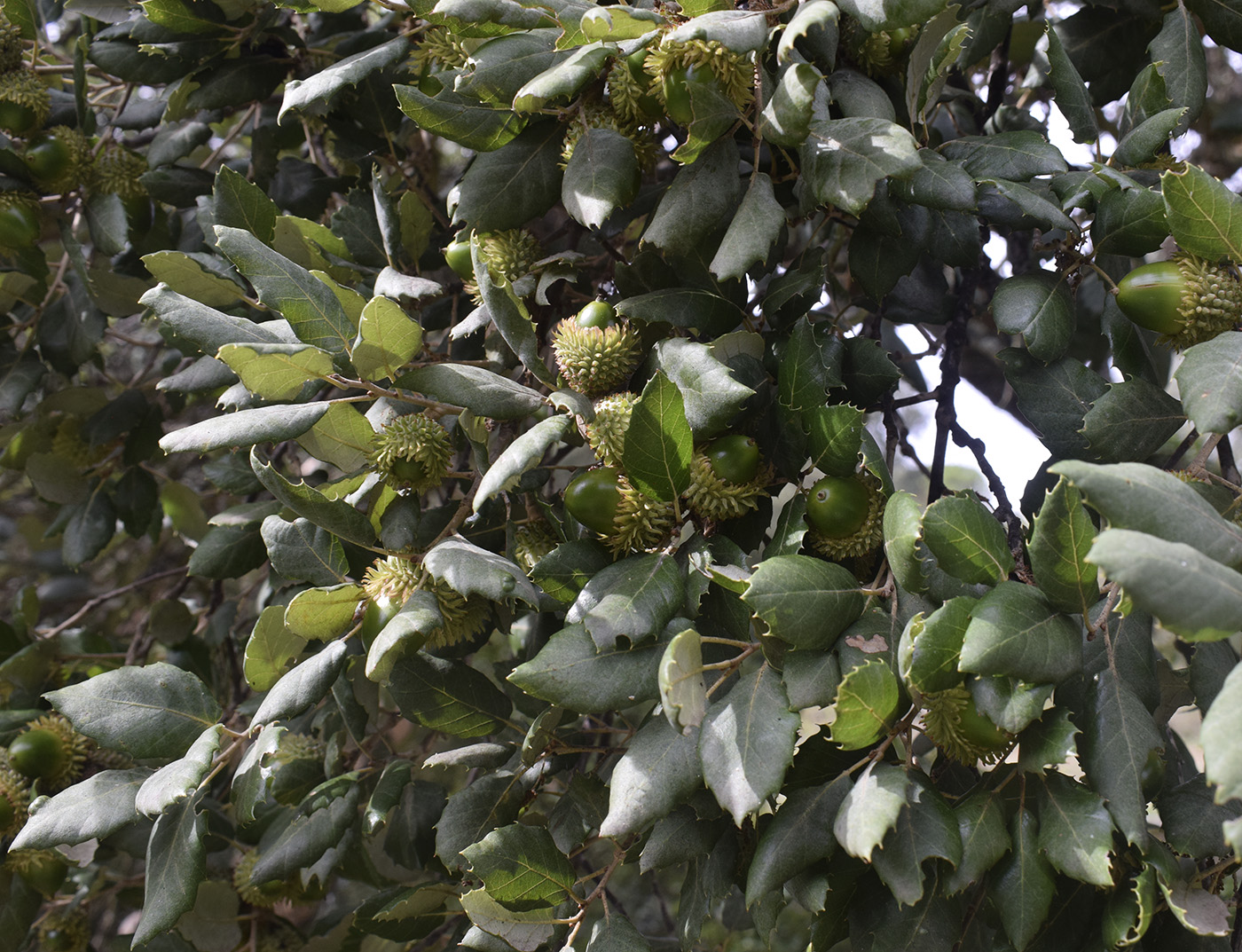 Image of Quercus suber specimen.