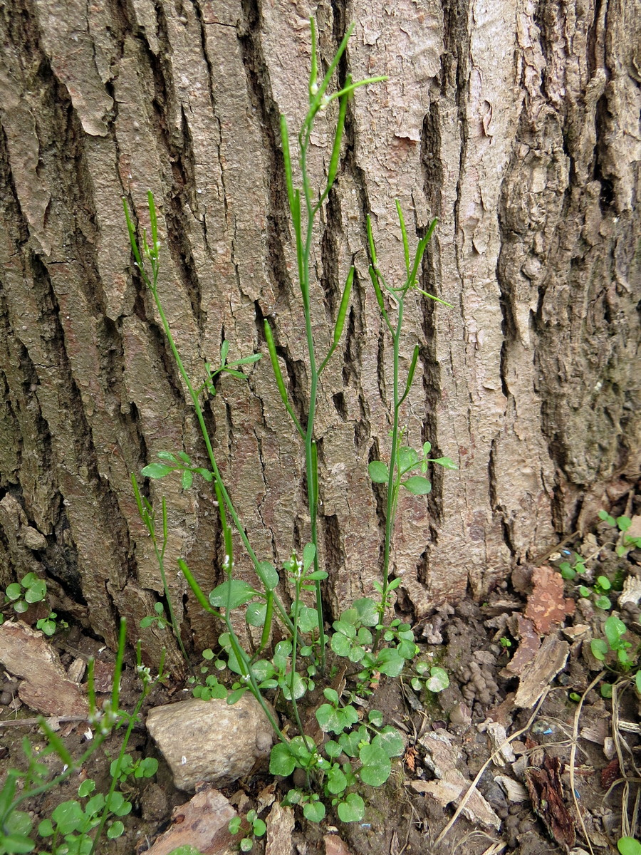 Изображение особи Cardamine hirsuta.