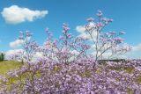 Limonium coriarium