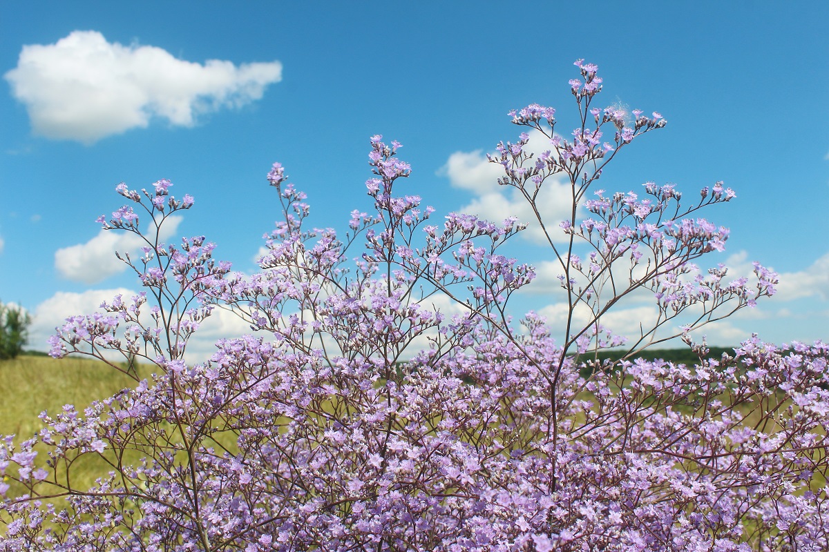 Изображение особи Limonium coriarium.