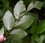 Fagus orientalis. Побег (вид на абаксиальную поверхность листьев) со съеденным наполовину верхним листом. Республика Адыгея, правый берег р. Большой Руфабго, окр. скалы Парус, заросшее место для пикника в лесу. 27 июля 2022 г.