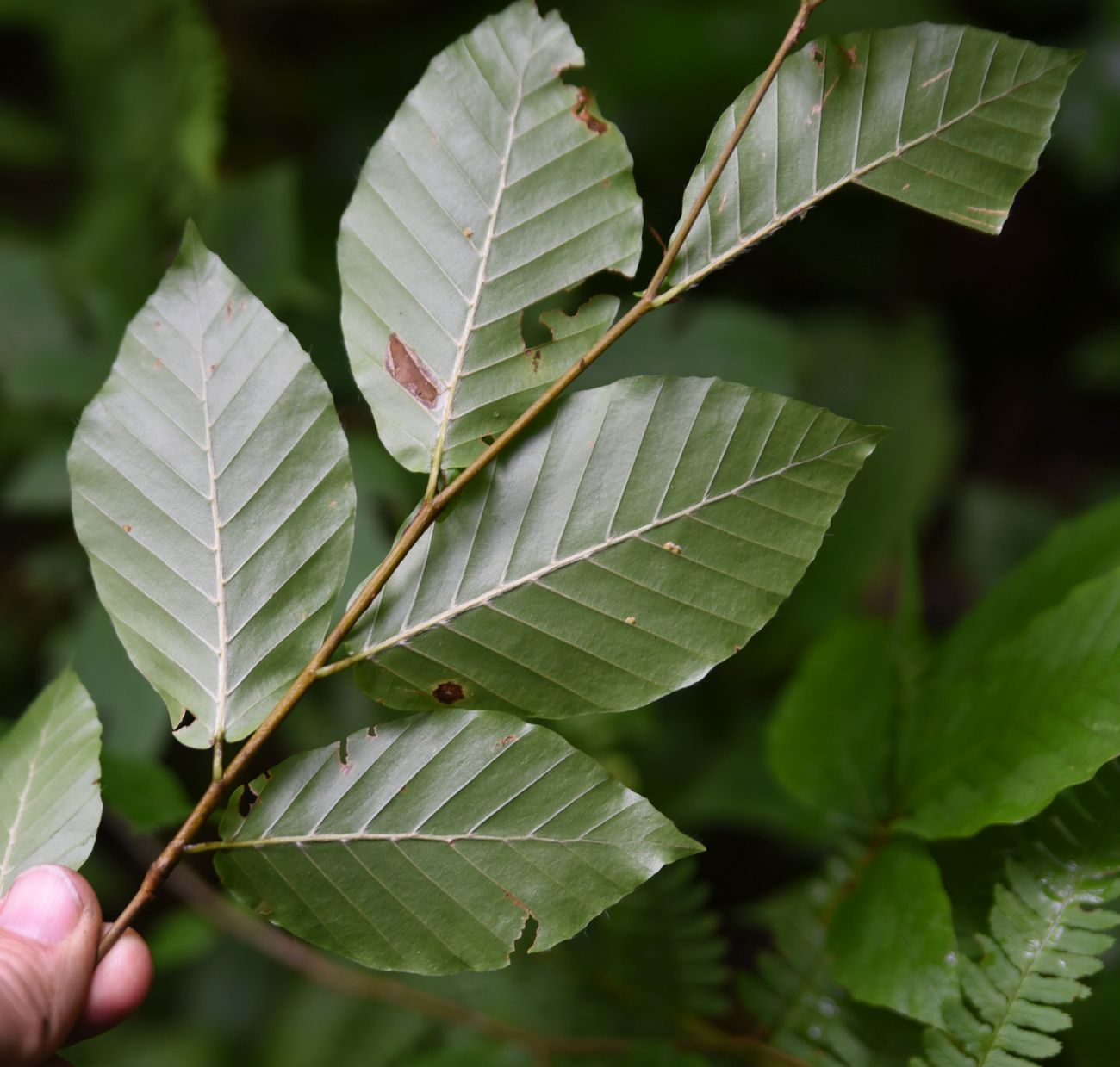 Image of Fagus orientalis specimen.