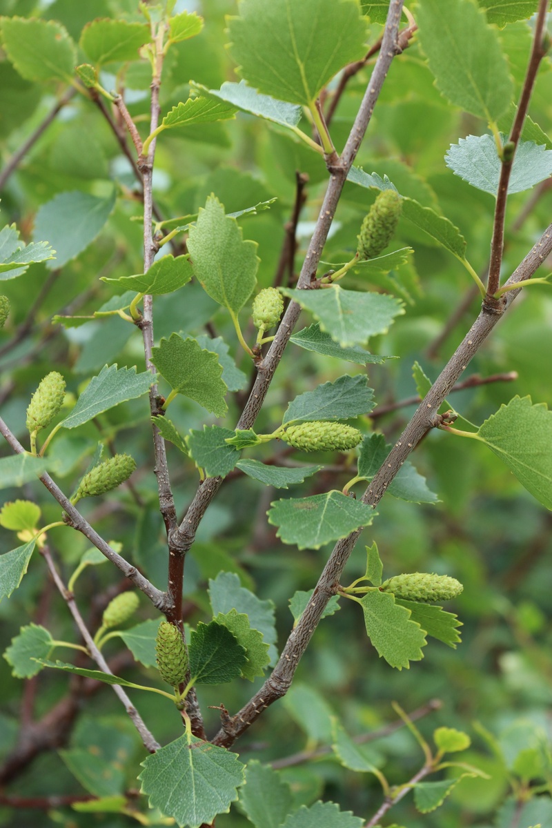 Изображение особи Betula czerepanovii.