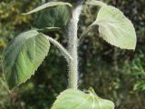 Helianthus annuus